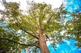 How Our Tree Care Process Works  in  Addison, WV